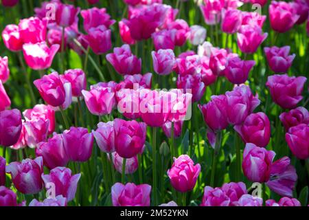 Gros plan de nombreux tulipes roses Banque D'Images