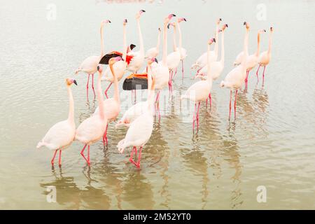 La parade nuptiale ( comportement de courting ) des plus grands flamants en camargue , France Banque D'Images