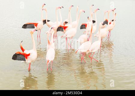 La parade nuptiale ( comportement de courting ) des plus grands flamants en camargue , France Banque D'Images