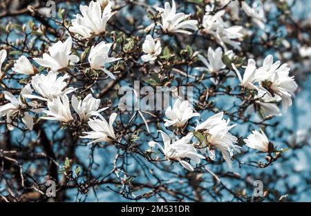 Magnolia kobus. Magnolia en fleurs. Des fleurs de magnolia blanches le jour du printemps. Banque D'Images