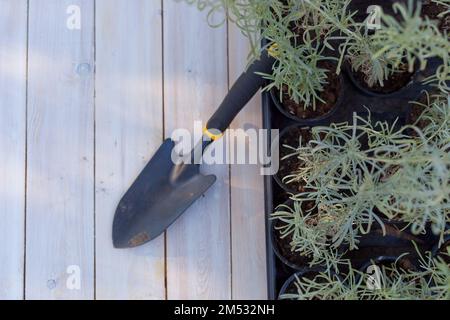 Plante d'hélicrysum au pot avec pelle. Curry argent italicum croissant à la terrasse du jardin. fleurs Banque D'Images