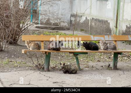 de nombreux chats se prélassent au soleil sur un banc dans un parc public de la ville. Le chat est assis sur le banc. Chats sans abri de ville. Le problème des animaux errants. Banque D'Images