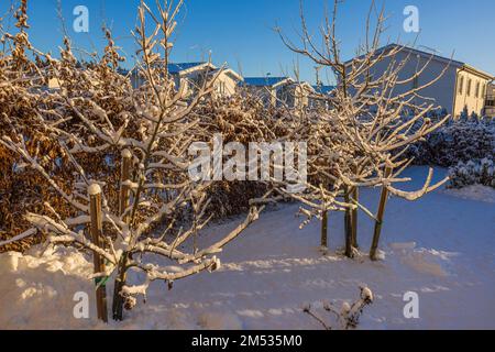 Belle vue d'hiver sur le jardin privé avec des arbres et des buissons enneigés au coucher du soleil. Suède. Banque D'Images