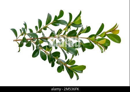 isolats de feuilles de vigne sur fond blanc Banque D'Images
