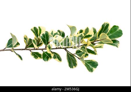 isolats de feuilles de vigne sur fond blanc Banque D'Images