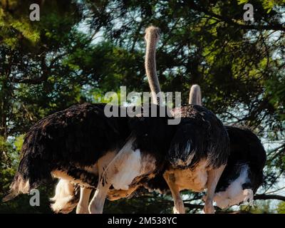Grands Ostrichs dans le parc en arrière-plan des arbres Banque D'Images