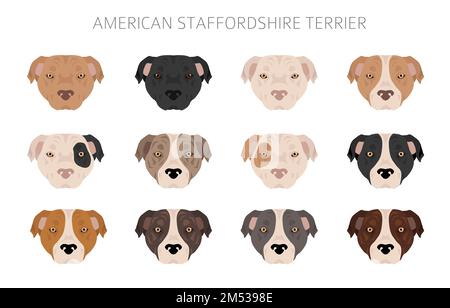 American staffordshire Terrier clipart. Ensemble de couleurs de pelage. Infographie sur les caractéristiques de toutes les races de chiens. Illustration vectorielle Illustration de Vecteur