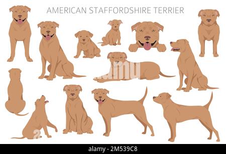 American staffordshire Terrier clipart. Ensemble de couleurs de pelage. Infographie sur les caractéristiques de toutes les races de chiens. Illustration vectorielle Illustration de Vecteur