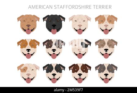 American staffordshire Terrier clipart. Ensemble de couleurs de pelage. Infographie sur les caractéristiques de toutes les races de chiens. Illustration vectorielle Illustration de Vecteur