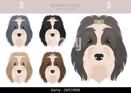 Clipart de chien de Collie barbu. Ensemble de couleurs de manteau. Position différente. Infographie sur les caractéristiques de toutes les races de chiens. Illustration vectorielle Illustration de Vecteur