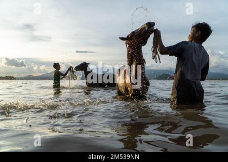 Au coucher du soleil, deux silhouettes de personnes nettoyant des chevaux de course sur la plage Lariti, dans le quartier de Bima, dans l'ouest de Nusa Tenggara. Les chevaux de baignade dans l'eau de mer est pensé à Banque D'Images