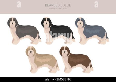 Clipart de chien de Collie barbu. Ensemble de couleurs de manteau. Position différente. Infographie sur les caractéristiques de toutes les races de chiens. Illustration vectorielle Illustration de Vecteur