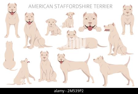 American staffordshire Terrier clipart. Ensemble de couleurs de pelage. Infographie sur les caractéristiques de toutes les races de chiens. Illustration vectorielle Illustration de Vecteur