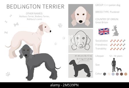 Clique de terrier de Bedlington. Différentes couleurs de pelage et poses. Illustration vectorielle Illustration de Vecteur