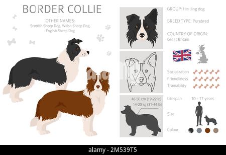 Clipart Border collie. Différentes poses, ensemble de couleurs de pelage. Illustration vectorielle Illustration de Vecteur