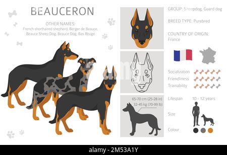 Falaise Beauceron. Différentes couleurs de pelage et poses. Illustration vectorielle Illustration de Vecteur