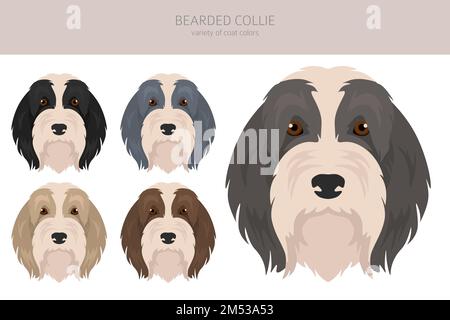 Clipart de chien de Collie barbu. Ensemble de couleurs de manteau. Position différente. Infographie sur les caractéristiques de toutes les races de chiens. Illustration vectorielle Illustration de Vecteur