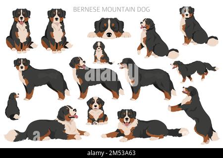 Falaise de chien de montagne bernois. Ensemble de couleurs de manteau. Position différente. Infographie sur les caractéristiques de toutes les races de chiens. Illustration vectorielle Illustration de Vecteur