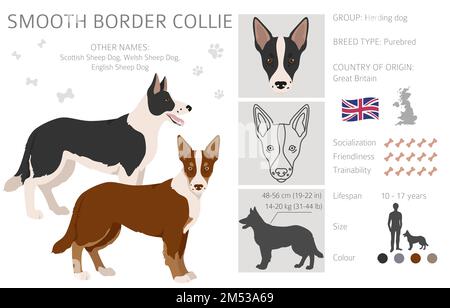 Contour lisse collie clipart. Différentes poses, ensemble de couleurs de pelage. Illustration vectorielle Illustration de Vecteur