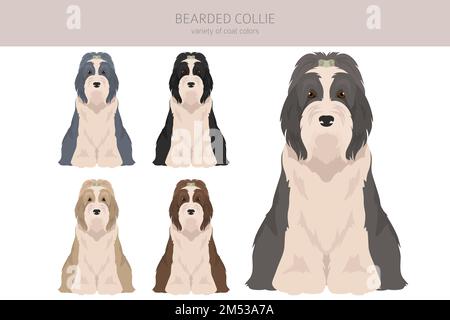 Clipart de chien de Collie barbu. Ensemble de couleurs de manteau. Position différente. Infographie sur les caractéristiques de toutes les races de chiens. Illustration vectorielle Illustration de Vecteur