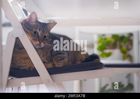 Le chat gris se pose paisiblement sous une table sur une chaise. Le concept de confort. La vie à la maison avec un animal de compagnie Banque D'Images