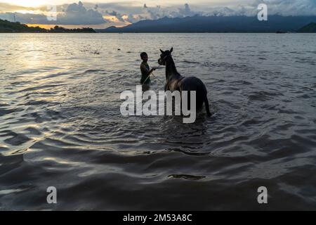 Au coucher du soleil, une silhouettes de chevaux de jockey nettoyant des chevaux de course sur la plage Lariti, quartier de Bima, Nusa Tenggara Ouest. Les chevaux de baignade dans l'eau de mer est cependant Banque D'Images