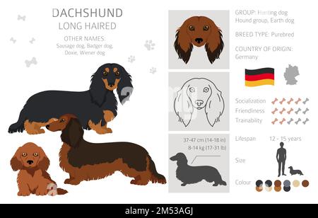 Dachshund long clipart aux cheveux. Différentes poses, ensemble de couleurs de pelage. Illustration vectorielle Illustration de Vecteur