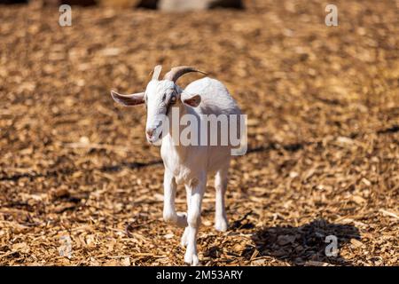 Un gros plan d'un bébé de chèvre blanc mignon avec de courtes cornes marchant dans une terre agricole Banque D'Images