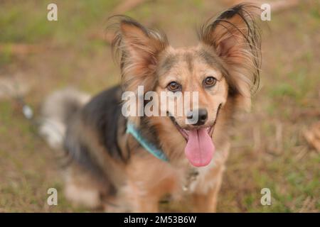 Un chien heureux et en bonne santé avec des oreilles moelleuses regarde l'appareil photo avec la langue dehors. Mélange de Berger allemand de taille moyenne. Adorable animal multicolore. Journée dans un parc à l'extérieur. Banque D'Images