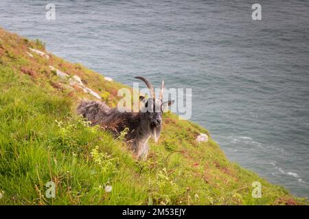 Ferals chèvres sur le chemin de la côte de Lynton à Hunters Inn dans la vallée des rochers. Banque D'Images
