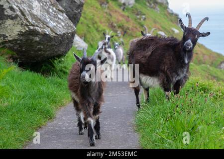 Ferals chèvres sur le chemin de la côte de Lynton à Hunters Inn dans la vallée des rochers. Banque D'Images