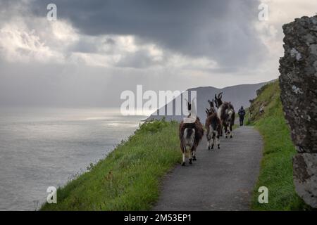 Ferals chèvres sur le chemin de la côte de Lynton à Hunters Inn dans la vallée des rochers. Banque D'Images