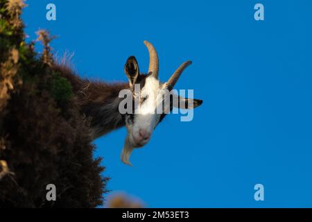 Ferals chèvres sur le chemin de la côte de Lynton à Hunters Inn dans la vallée des rochers. Banque D'Images