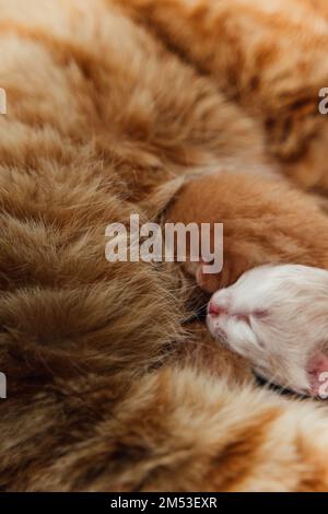 Un gros plan d'un chaton blanc endormi sur la laine de gingembre de sa mère Banque D'Images