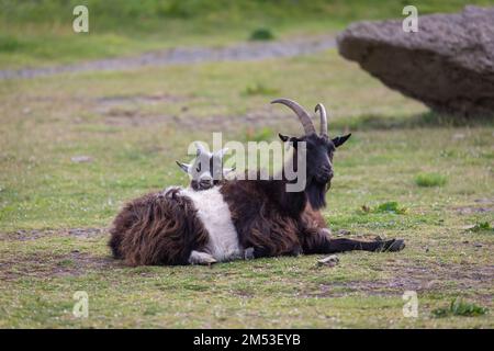 Ferals chèvres sur le chemin de la côte de Lynton à Hunters Inn dans la vallée des rochers. Banque D'Images