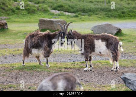 Ferals chèvres sur le chemin de la côte de Lynton à Hunters Inn dans la vallée des rochers. Banque D'Images
