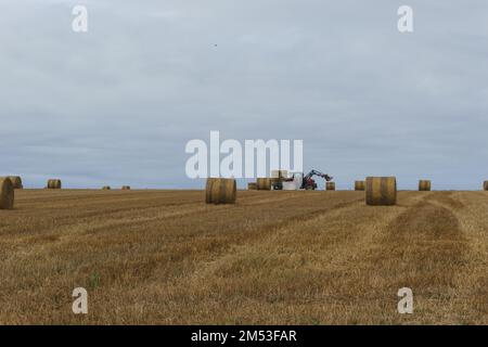 Le tracteur recueille l'herbe sèche dans les balles de paille dans le champ de blé d'été, en Normandie, en France Banque D'Images