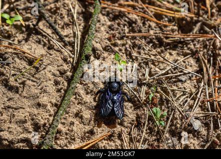 Gros plan Xylocopa violacea, l'abeille carpentier violette avec corps noir et ailes violettes sur un sol sablonneux de la forêt Banque D'Images