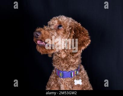 Un gros plan d'un adorable Labradoodle regardant autour tout en se tenant devant un fond noir Banque D'Images