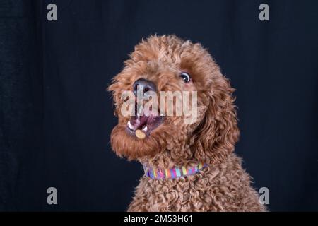 Gros plan d'un chien aboyant de Labradoodle debout devant un fond noir Banque D'Images