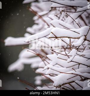 Un arbre sans feuilles avec de fines branches couvertes de couches épaisses de neige, un beau fond d'hiver Banque D'Images