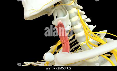 Anatomie musculaire Sternothyroideus pour l'illustration du concept médical 3D Banque D'Images
