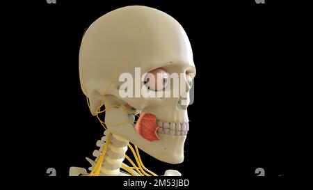 Anatomie du muscle du buccinateur pour l'illustration du concept médical 3D Banque D'Images