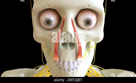 Levator Labii Superioris anatomie musculaire pour l'illustration du concept médical 3D Banque D'Images
