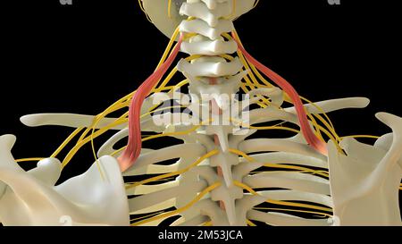 Anatomie musculaire du levator scapulae pour l'illustration du concept médical 3D Banque D'Images