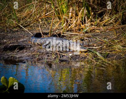 Un alligator américain (Alligator mississippiensis) se déplaçant sur la rive boueuse d'un lac entouré de roseaux Banque D'Images
