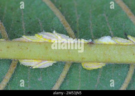 L'échelle des Seychelles, Icerya seychellarum (Hemiptera: Monophlebidae) est le ravageur dangereux de l'avocat, de la mangue et des agrumes dans le bassin méditerranéen. Banque D'Images