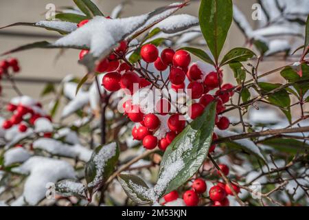 Vue rapprochée de la neige et de la glace sur les baies rouges d'un buisson de Nandina lors d'une journée froide ensoleillée en hiver Banque D'Images