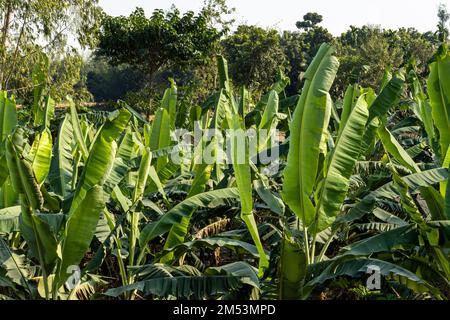 Jardin de bananiers avec un bouquet de feuilles vertes de bananes en pleine croissance. Gaibandha, Bangladesh Banque D'Images