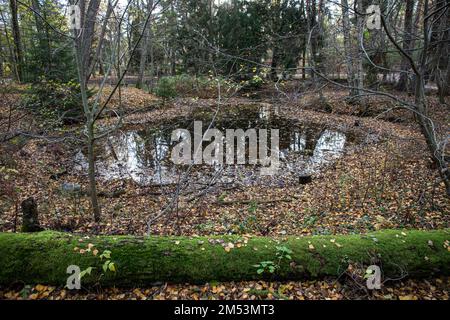 Automne ou automne. Petit étang avec feuilles mortes et tronc d'arbre couvert de mousse dans le parc populaire de Seurasaari, Helsinki, Finlande. Banque D'Images